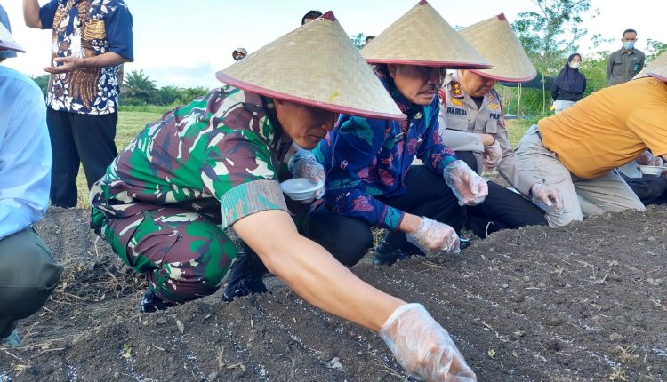 Danrem Gaya Bersama Forkopimda Babel Panen Raya Bawang Merah